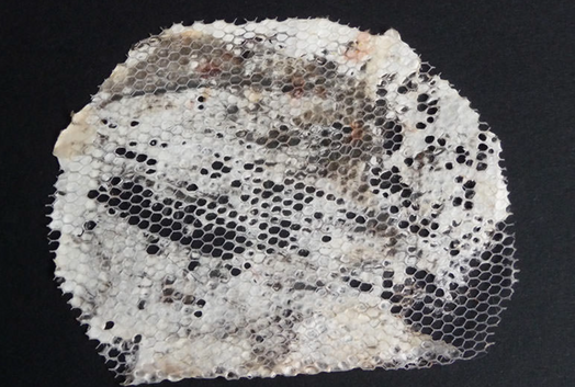 mycotex-02.png