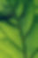 Symbio_light green leaf.jpg
