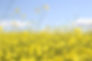 Symbio veld bloemen_lr.jpg