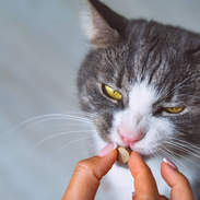 ENZIMAS DIGESTIVAS PARA GATOS