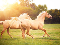 palomino-horses-cantering-in-field-45224