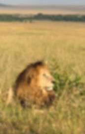 IMG_1084.jpeg
