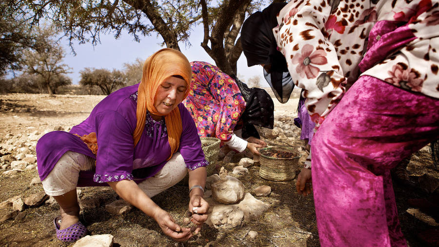 Amazigh women harvesting argan fruits