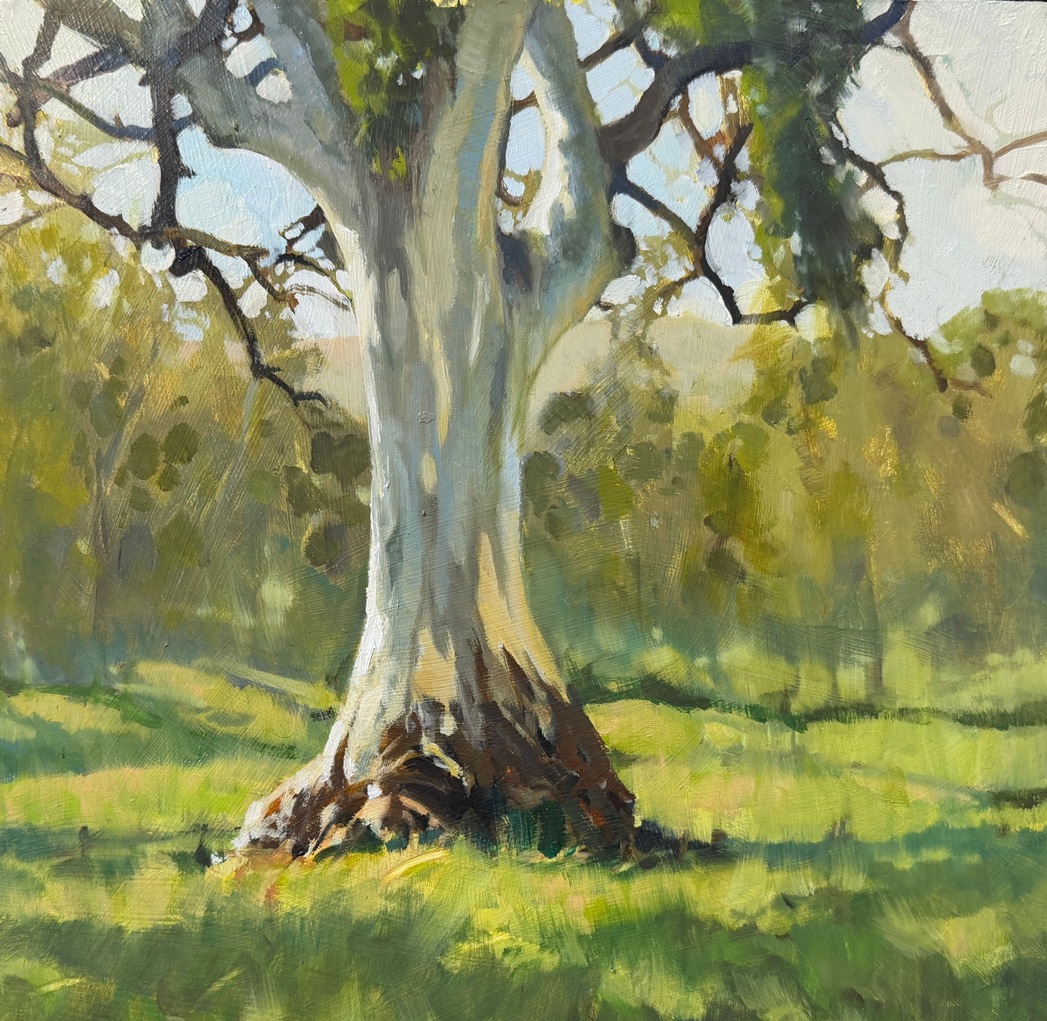"Stoney Ridge Gum" South Australia