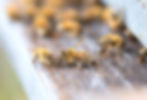 Cantelaudette_Apiculture_3988