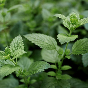 Melisse_plante.jpg
