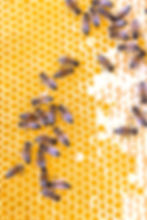 Cantelaudette_Apiculture_4040