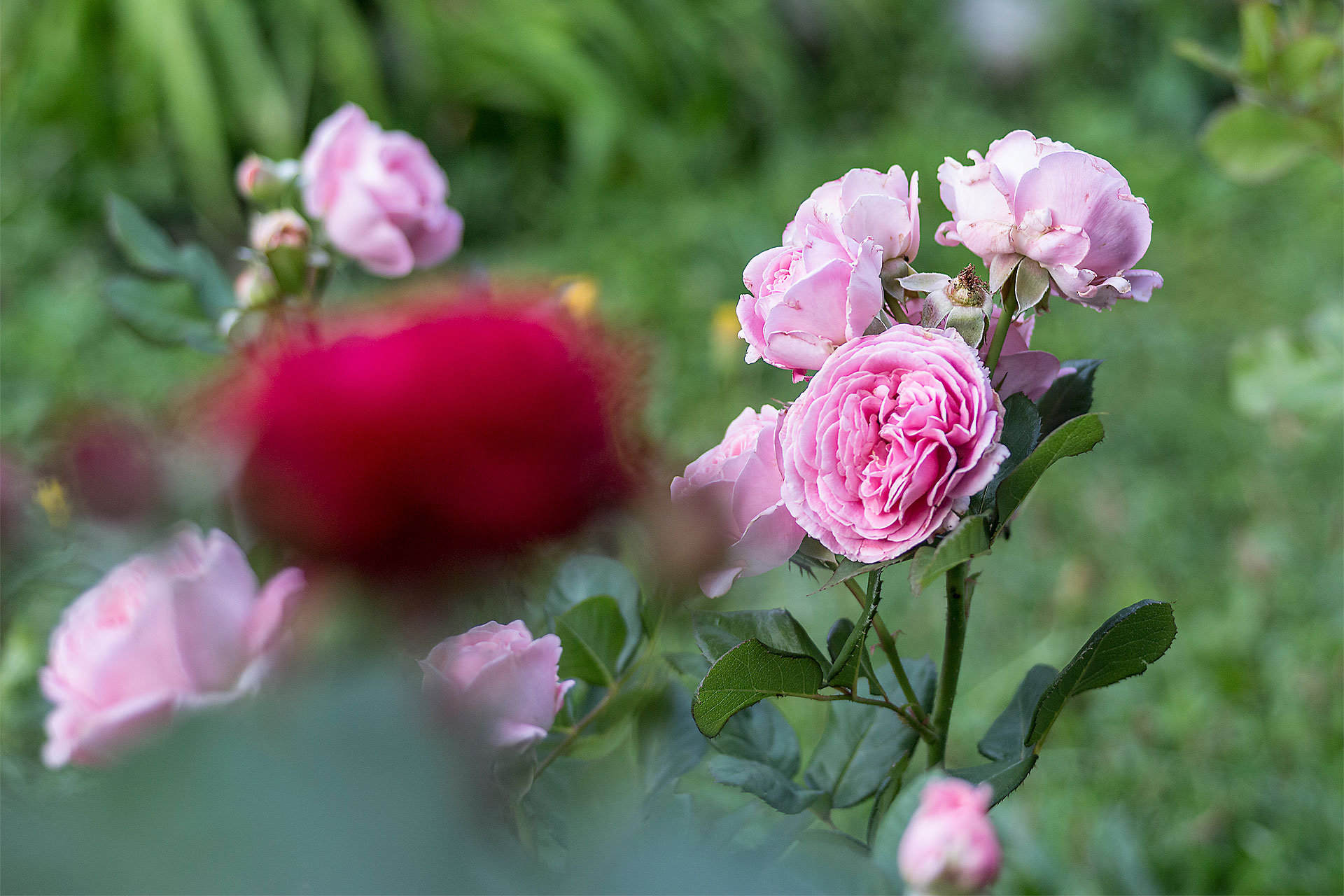 Bild Geschenkkarte aus Daisys Yoga Garden