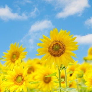 夏期休暇　お盆休み