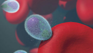 Malaria Merozoites Invading Human Red Blood Cells Malaria merozoites (green/purple) invading human red blood cells (red). Merozoites are covered in a fuzzy coating of surface proteins (light blue) that are shed during invasion.
