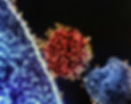Colorized transmission electron micrograph of a single Nipah virus particle (center, colorized red) that has budded from the surface of an infected cell (blue). Credit: NIAD