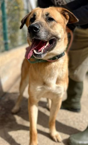 Luna Loyal & Loving Rescue dog looking for a forever home through AA Dog Rescue