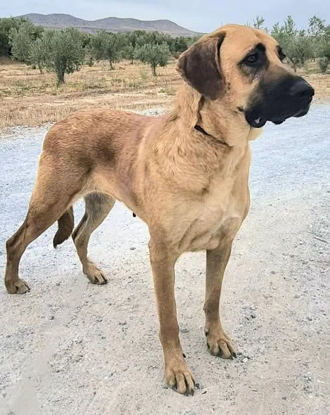 Hilda - 4 years | Large