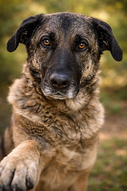 Dogs & Puppies for Adoption in the UK & Spain | AA Dog Rescue