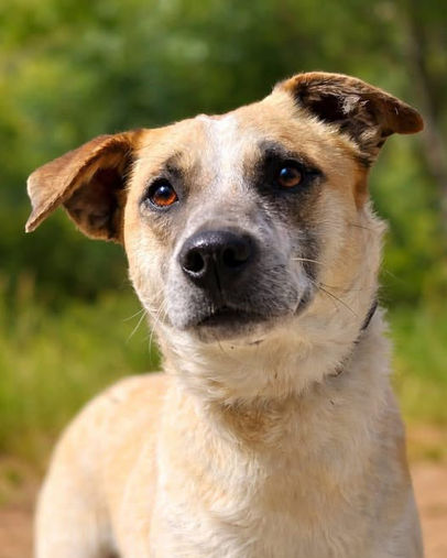 Snowdon the confident and charming pupster rescue dog looking for a forever home through AA Dog Rescue