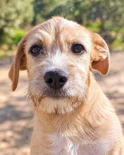 Charley, female mixed breed puppy born 1 May 2026 and weighing approximately 7kg, a confident, energetic and playful young puppy who loves canine company and is looking for a loving forever home through AA Dog Rescue.