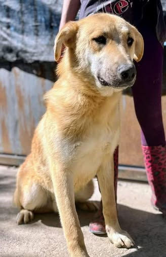 London the gentle and laid back rescue pupster looking for his forever home through AA Dog Rescue