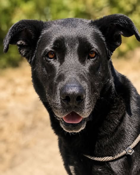 Carbon, a calm and affectionate 5 year old male crossbreed rescue dog weighing approximate