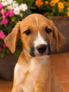 Happy Endings | Dogs & Puppies who have found their forever families