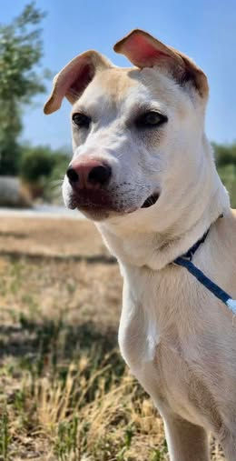 Nicole the Crossbreed rescue dog looking for a forever home through AA Dog Rescue