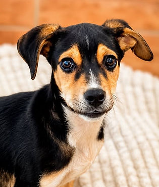 Happy Endings | Dogs & Puppies who have found their forever families