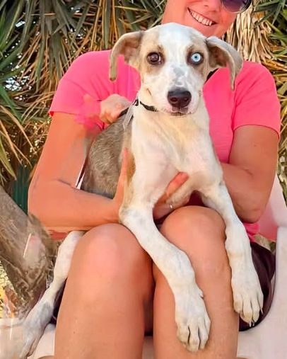 Jilly, female mixed breed puppy born 1 February 2026, expected to grow to medium size, a sweet and curious young puppy looking for a loving family through AA Dog Rescue.
