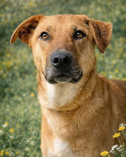Fiji the playful and affectionate rescue pupster looking for a forever home through AA Dog Rescue