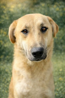 Dogs & Puppies for Adoption in the UK & Spain | AA Dog Rescue