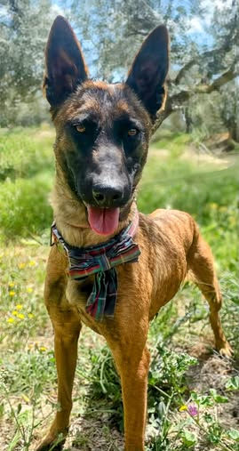 Linda the Malinois rescue dog looking for a forever home through AA Dog Rescue