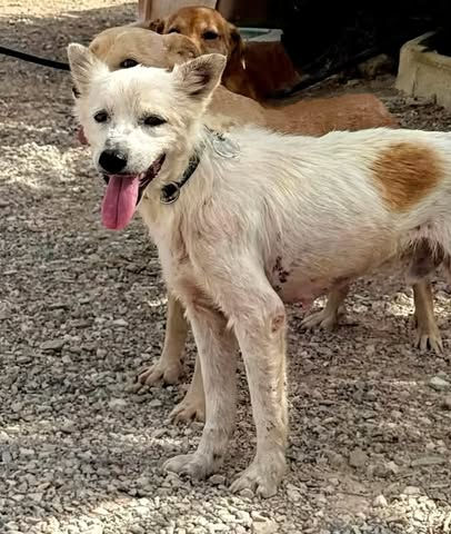 Sailor, a small young male mixed breed dog for adoption in Spain through AA Dog Rescue. Gentle, friendly 9..5kg dog rescued from a pound, good with male and female dogs and looking for a forever home.