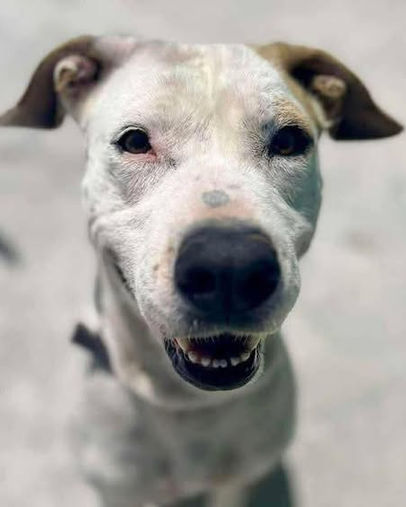 Bamba the calm and gentle rescue dog looking for her forever home through AA Dog Rescue