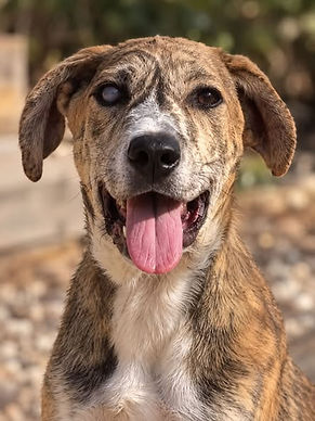 Dogs & Puppies for Adoption in the UK & Spain | AA Dog Rescue
