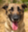 Duchess, a beautiful 5 year old female shepherd cross dog weighing approximately 33kg, lo