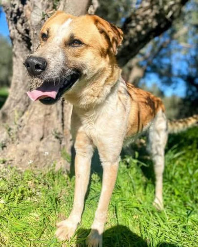Olympus the playful and affectionate Spaniel Cross pupster looking for a forever home through AA Dog Rescue