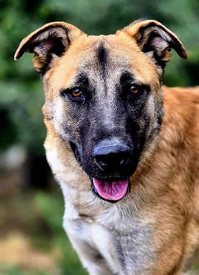 Dogs & Puppies for Adoption in the UK & Spain | AA Dog Rescue