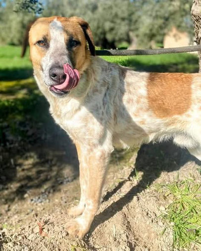 Denali the playful and affectionate rescue pup looking for his forever home through AA Dog Rescue