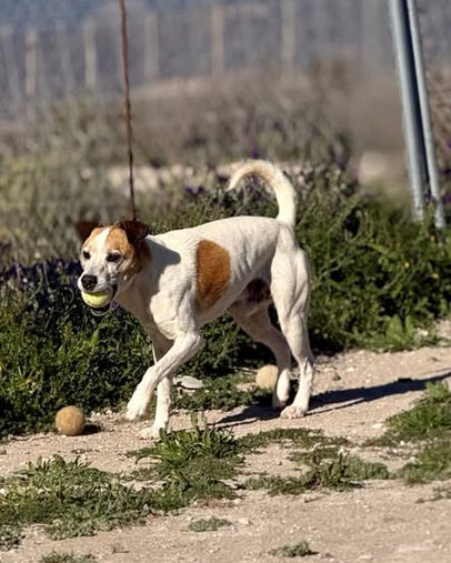 Goku the small crossbreed rescue dog