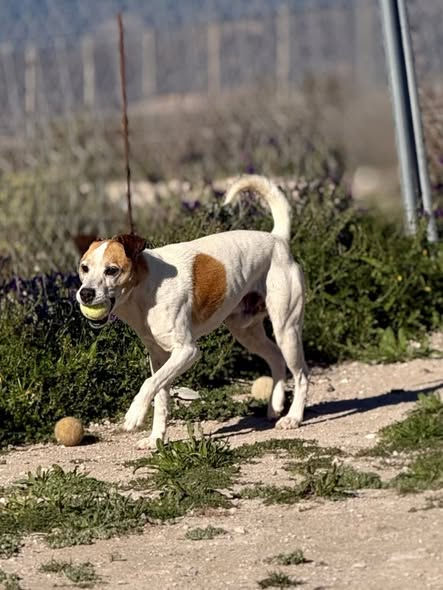 Goku | 4 year old rescue dog available for adoption