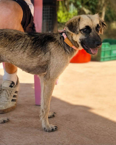 Cuqui, young adult mixed breed female dog born approximately 1 January 2025, weighing around 19kg, with a gentle and affectionate nature, available for adoption through AA Dog Rescue.