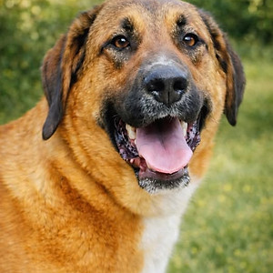 View large rescue dogs for adoption in the UK & Spain from AA Dog Rescue