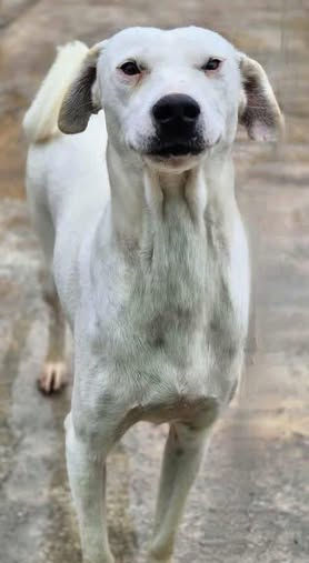 Arwen the friendly and affectionate young rescue dog looking for a forever home through AA Dog Rescue