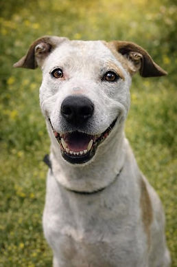 Happy Endings | Dogs & Puppies who have found their forever families