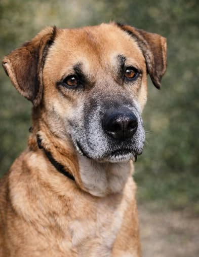 Pixie, a gentle first-time owner friendly rescue dog available for adoption through AA Dog Rescue