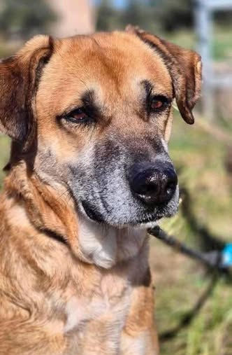 Pixie, a gentle first-time owner friendly rescue dog available for adoption through AA Dog Rescue