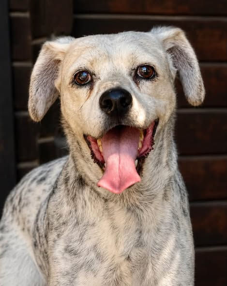 Rosario, female mixed breed dog born 1 May 2023 and weighing approximately 14kg, a calm, g