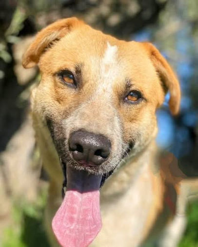 Olympus the playful and affectionate Spaniel Cross pupster looking for a forever home through AA Dog Rescue