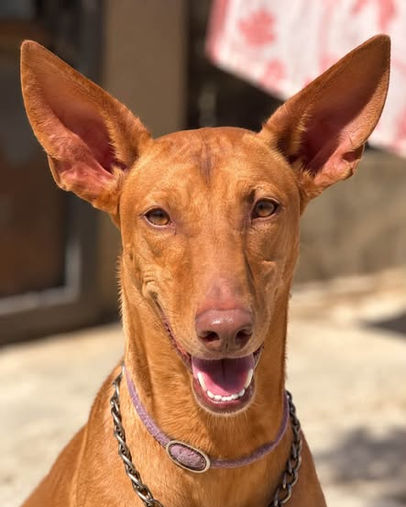 Fuego, male Pharaoh Hound born 1 September 2025 and weighing approximately 28kg, a playful, athletic and gentle young dog with long legs and striking ears, growing in confidence and looking for a forever home through AA Dog Rescue.