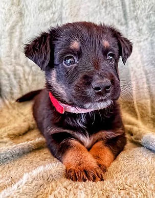 Dogs & Puppies for Adoption in the UK & Spain | AA Dog Rescue