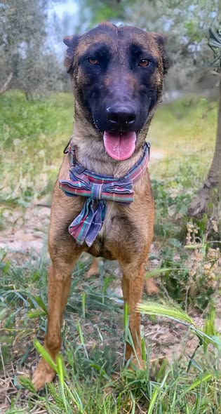Linda | Malinois female available for adoption
