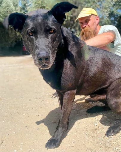 Carbon, a calm and affectionate 5 year old male crossbreed rescue dog weighing approximately 50kg, looking for a loving forever home through AA Dog Rescue. A gentle giant who enjoys human affection, walks well on the lead, and gets along well with other dogs.